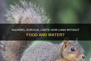 Squirrel's Survival: How Long Can a Squirrel Live Without Food? Tips | World’s Most Delicious Foods: Must-Try Dishes from Every Country