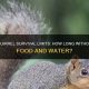 Squirrel's Survival: How Long Can a Squirrel Live Without Food? Tips | World’s Most Delicious Foods: Must-Try Dishes from Every Country