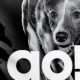 Is Go! Solutions Dog Food Good? A Complete Review + Rating | World’s Most Delicious Foods: Must-Try Dishes from Every Country