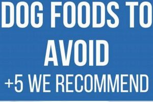 Avoid the Worst Dry Dog Food: How to Choose | World’s Most Delicious Foods: Must-Try Dishes from Every Country