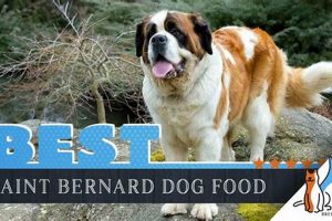 Best St Bernard Dog Food: Diet & Nutrition Guide World’s Most Delicious Foods: Must-Try Dishes from Every Country Best St Bernard Dog Food: Diet & Nutrition Guide | World’s Most Delicious Foods: Must-Try Dishes from Every Country
