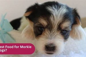 Top Morkie Meals: Best Food for Morkie Dogs Guide! | World’s Most Delicious Foods: Must-Try Dishes from Every Country