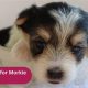 Top Morkie Meals: Best Food for Morkie Dogs Guide! | World’s Most Delicious Foods: Must-Try Dishes from Every Country