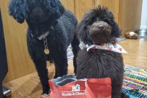 Is Wild Red Dog Food Any Good? + Reviews & Ratings World’s Most Delicious Foods: Must-Try Dishes from Every Country Is Wild Red Dog Food Any Good? + Reviews & Ratings | World’s Most Delicious Foods: Must-Try Dishes from Every Country