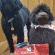 Is Wild Red Dog Food Any Good? + Reviews & Ratings | World’s Most Delicious Foods: Must-Try Dishes from Every Country