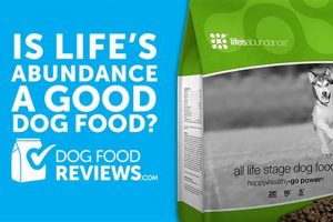 Is Life's Abundance Dog Food Worth It? Reviews & Analysis | World’s Most Delicious Foods: Must-Try Dishes from Every Country