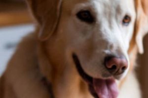Best Dog Food With Squash: Healthy & Delicious World’s Most Delicious Foods: Must-Try Dishes from Every Country Best Dog Food With Squash: Healthy & Delicious | World’s Most Delicious Foods: Must-Try Dishes from Every Country