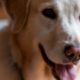Best Dog Food With Squash: Healthy & Delicious | World’s Most Delicious Foods: Must-Try Dishes from Every Country