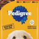 Is Pedigree Wet Dog Food Best? Nutrition Guide &amp; More | World’s Most Delicious Foods: Must-Try Dishes from Every Country