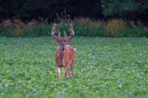 Top Fall Food Plots for Deer: Draw Bucks In! | World’s Most Delicious Foods: Must-Try Dishes from Every Country