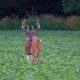 Top Fall Food Plots for Deer: Draw Bucks In! | World’s Most Delicious Foods: Must-Try Dishes from Every Country