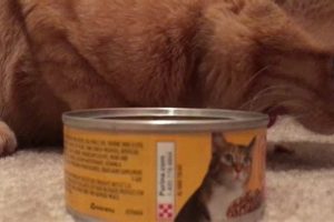 Easy Cat Canned Food Transition: How to Get Your Cat to Eat Canned Food! | World’s Most Delicious Foods: Must-Try Dishes from Every Country