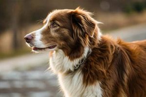 Best Dog Food to Help With Shedding: Stop the Fur! | World’s Most Delicious Foods: Must-Try Dishes from Every Country