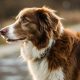 Best Dog Food to Help With Shedding: Stop the Fur! | World’s Most Delicious Foods: Must-Try Dishes from Every Country