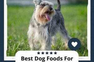 Top Rated: Best Dog Food for Miniature Schnauzers (2024) | World’s Most Delicious Foods: Must-Try Dishes from Every Country