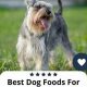 Top Rated: Best Dog Food for Miniature Schnauzers (2024) | World’s Most Delicious Foods: Must-Try Dishes from Every Country