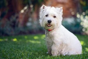 Best Westie Food: West Highland White Terrier Dog Food Guide | World’s Most Delicious Foods: Must-Try Dishes from Every Country