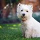 Best Westie Food: West Highland White Terrier Dog Food Guide | World’s Most Delicious Foods: Must-Try Dishes from Every Country