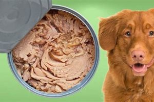 Tuna Dog Food Secrets: Is Tuna Right for Your Dog? | World’s Most Delicious Foods: Must-Try Dishes from Every Country