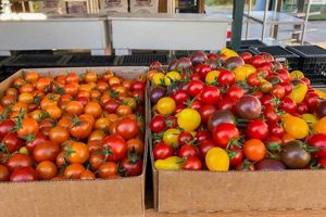 Your Sandpoint Food Bank: Meals &amp; Donations Guide | World’s Most Delicious Foods: Must-Try Dishes from Every Country